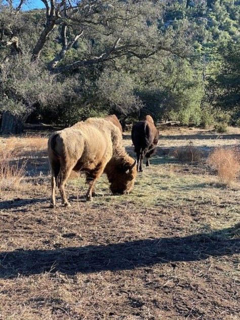 Wildlife at Star B Bison Ranch and Hop Farm Hop Farm, Bison Ranch, Ramona California, Photography Bucket List, Balboa Park, Golf Resort, Travel Lover, Best Places To Visit, Horseback Riding