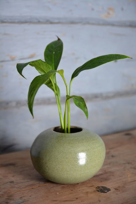 Window Sill Plants, Plant Pottery, Pottery Plant Pots, Pot Flowers, Ceramic Cafe, Plants Diy, Small Pottery, Planting Pot, Pottery Form