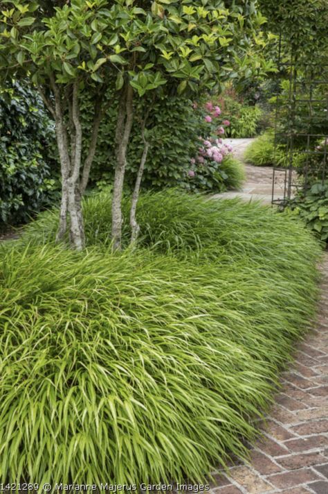 Hakonechloa macra, multi-stemmed Osmanthus aquifolium Hakonechloa Macra, New England Garden, Back Garden Design, Garden On A Hill, Garden Design Plans, Garden Images, Garden Pathway, House Landscape, Back Garden