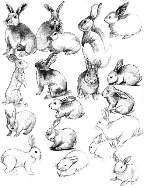 Rabbit Poses, Rabbit Sketches, Rabbit Hopping Drawing, Bunny Poses, Rabbit Running Drawing, Bunny Laying Down Drawing, Rabbit Ink Drawing, Celtic Hare, Rabbit Looking Up Drawing