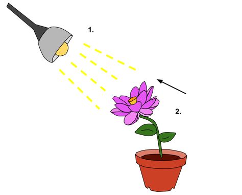 Phototropism|Plants response to light and stimulus|Its movement and chemicals involvement. Plant Hormones, Neuromuscular Junction, Enteric Nervous System, Animal Intelligence, Motor Neuron, Cranial Nerves, Plant Life Cycle, Gene Expression, Cell Wall