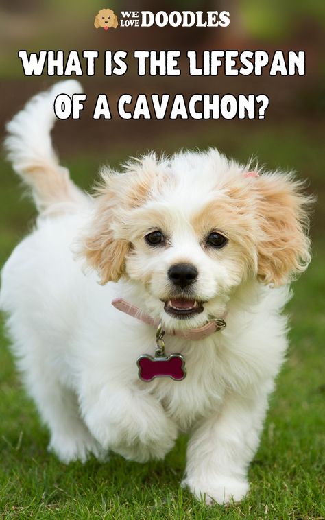 A Cavachon — a crossbreed between a Cavalier King Charles Spaniel and a Bichon Frise — is a highly adaptable and social dog that thrives in the company of its owners. Small, loving, loyal, and intelligent, this crossbreed has grown in popularity over recent years. If you’re considering a Cavachon, you might wonder about its lifespanor even about the longest living Cavachon! Cavachon Full Grown, Cavachon Dog, Dog Crossbreeds, Cavalier King Charles Dog, Beautiful Dog Breeds, King Charles Dog, Unique Dog Breeds, Love Doodles, Beautiful Dog