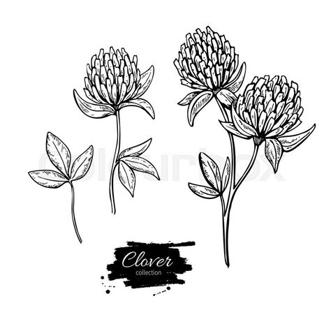 Dandelion Drawing, Clover Tattoos, Engraved Flower, Mixed Media Crafts, Clover Flower, Plant Drawing, Wild Plants, Vector Drawing, Plant Illustration