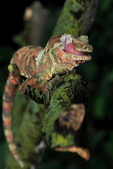 Mossy Gecko (Mniarogekko chahoua) Leachie Gecko, Cameleon Art, Gargoyle Gecko, Exo Terra, Reptile Room, Reptile Snakes, Chameleons, Golden Days, Living Art