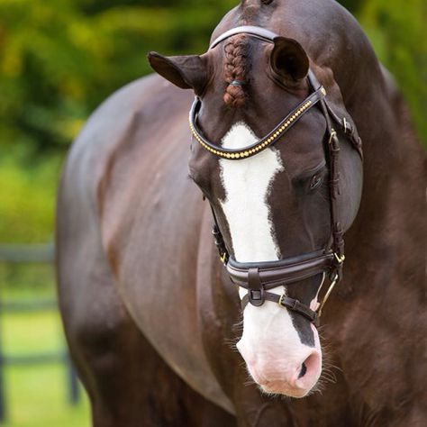 Swedish Warmblood, Warmblood Stallion, Liver Chestnut, Irish Sport Horse, Dutch Warmblood, Horse Markings, Horse Coat Colors, Pony Breeds, Horse Wallpaper