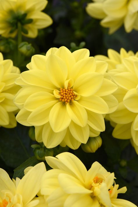 Dahlia Seeds Figaro Yellow Shades 50 Seeds Dahlia Flowers 50 Dahlia seeds Dahlia Figaro Yellow Shades these are tall 10" to 12" tall plants with flowers in just 70 days a nice variety of dahlia flowers. The 2½ to 3 inch blossoms include single and double forms. Symmetrical Flowers, Daliah Flower, Plants With Flowers, Dahlia Seeds, Dahlia Varieties, Flowers For Algernon, Stunning Flowers, Dahlia Flowers, Garden Fun