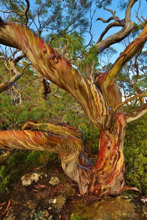 Rainbow Eucalyptus Tree Tattoo, Arbutus Tree Tattoo, Madrona Tree, Australian Forest, Madrone Tree, Bristlecone Pine Tree, Arbutus Tree, Rainbow Eucalyptus, Weird Trees