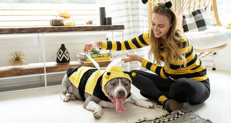 Halloween costumes for dog and owner Bee Costume Diy, Diy Halloween Couples, Pet Costumes For Dogs, Formal Dog, Bee Dog, Diy Couples Costumes, Dog Tuxedo, Bee Costume, Cat Halloween Costume