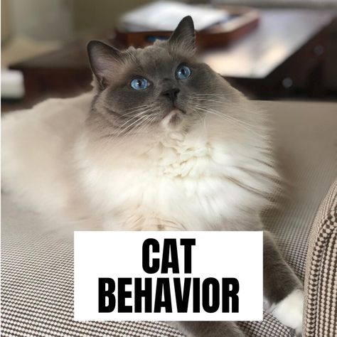 Cat Behavior Explained | Cat Behavior Problems Tips | Cat Behavior Chart | Cat Behavior Meaning | Cat Behavior Facts Tips | Cat Behavior Explained Truths | Cat Behavior Funny | Cat Behavior Tips | Kitten Training Tips Cat Behavior #catbehaavior Cat Behavior Chart, Kitten Training, Cat Behavior Facts, Behavior Tips, Cat Behavior Problems, Group Of Cats, Cat Biting, Cat Personalities, Behavior Chart