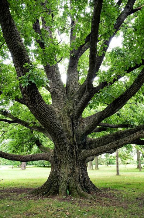 Oak tree trunks can reach 4 feet in diameter. Tree Reference, Career Lessons, White Oak Tree, Climbing Trees, Trees Wallpaper, Wind Break, Meditation Garden, Land O Lakes, Climb Trees