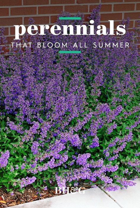 Easy Perennial Flower Beds, Endless Bloom Perennial Garden, Perennial Gardens Full Sun, Perennials For Sunny Areas, Plants That Flower All Summer, Tall Perennial Flowers Part Shade, Michigan Perennial Flowers, Early Summer Blooming Perennials, Summer Perennials Flower Beds