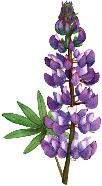 http://www.silvitablanco.com.ar/imagen/cartoon.htm Lupin Flower, Lupine Flowers, Acrylic Painting Inspiration, Flowers Paintings, Maine Art, Watercolor Flower Art, Flower Clipart, Flower Clip, Craft Time