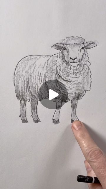 Mark Liam Smith on Instagram: "Draw a sheep 🐑 Easy drawing lesson for beginners on how to draw a sheep." Sheep Drawing Step By Step, Easy Sheep Drawings, How To Draw A Sheep, Pictures Of Sheep, How To Draw Sheep, Draw Sheep, Draw A Sheep, Drawing Sheep, Sheep Sketch