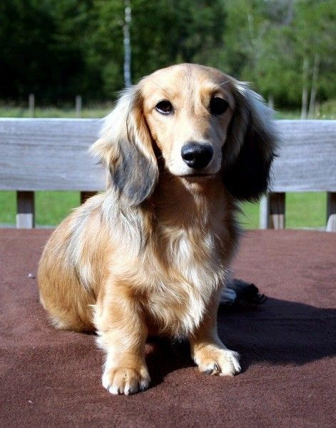 12 Long-haired Miniature Dachshund Facts That'll Impress You Long Haired Weiner Dogs, Mini Long Haired Dachshund, Dachshund Facts, Long Haired Miniature Dachshund, Dachshund Colors, Puppy Cut, Dachshund Puppy Miniature, Miniature Dachshunds, Dapple Dachshund