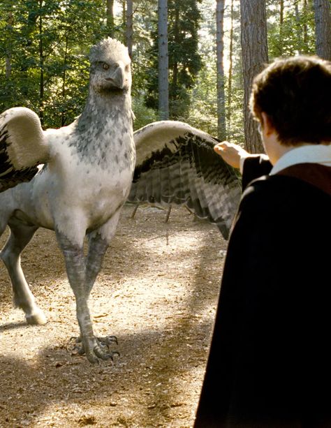 [Wizarding World] Ranked: The Best Feel-Good Moments from Harry Potter and Fantastic Beasts Harry Potter Hypogriff, Hogwarts Creatures, Creatures From Harry Potter, Buckbeak Harry Potter, Harry Potter Beasts, Magical Creatures Harry Potter, Harry Potter Creatures, Harry Potter 3, The Prisoner