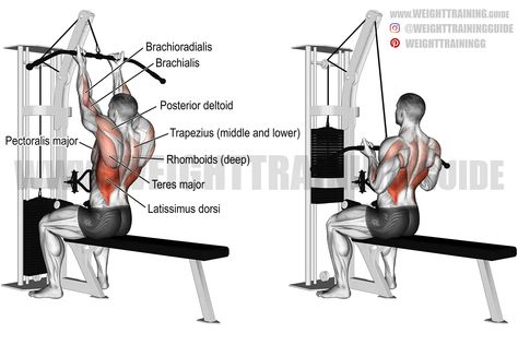 middle and lower trapezius Archives - Page 8 of 9 - WeightTraining.guide Back Workout Bodybuilding, Good Back Workouts, Cable Workout, Lat Pulldown, Trening Fitness, Popular Workouts, Workout Chart, Chest Workouts, Body Fitness