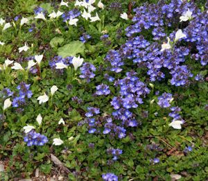 Ground Cover Veronicas – Wisconsin Horticulture Mazus Reptans, Convolvulus Sabatius, Veronica White, Master Gardener Program, Dry Garden, Lifelong Learning, Evergreen Plants, Ground Cover Plants, Master Gardener