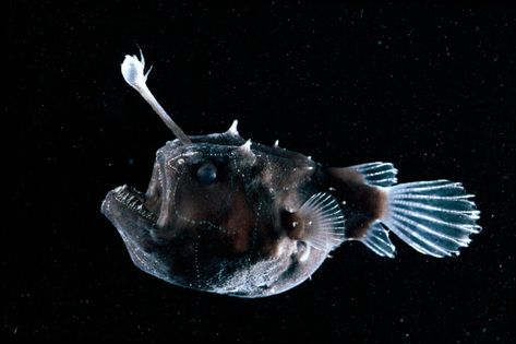 Lesson of the Day: ‘The Creepy Anglerfish Comes to Light. (Just Don’t Get Too Close.)’ - The New York Times Photo Deep, Female Angler, Deep Sea Creatures, Angler Fish, Deep Sea Fishing, Sea Fish, Nature Photographs, Atlantic Ocean, Picture Library