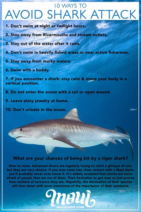 Shark Pics, Shark Identification Charts, Facts About Sharks, Shark Fun Facts, Facts About Hammerhead Sharks, Tiger Shark Facts, Fun Facts About Sharks, Shark Facts/ Anatomy, Shark In The Ocean