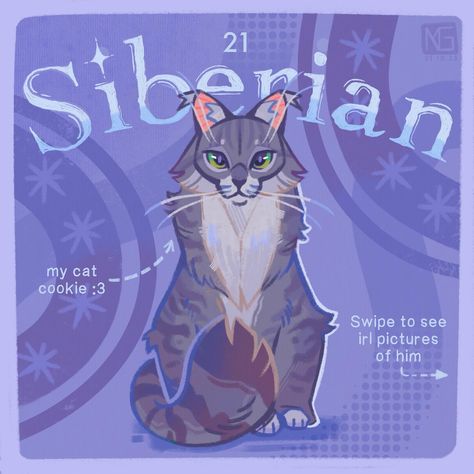 All Posts • Instagram Siberian Cat Drawing, Cartoon Cat Drawing, Siberian Cats, Cat Cookies, Cat Drawings, Heart Muscle, Siberian Cat, Artist Drawing, Draw Your