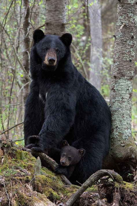 American Black Bear, Mother Bear, Bear Paintings, Bear Drawing, Bear Photos, Bear Pictures, Wildlife Photos, Anime Animals, Barndominium Ideas