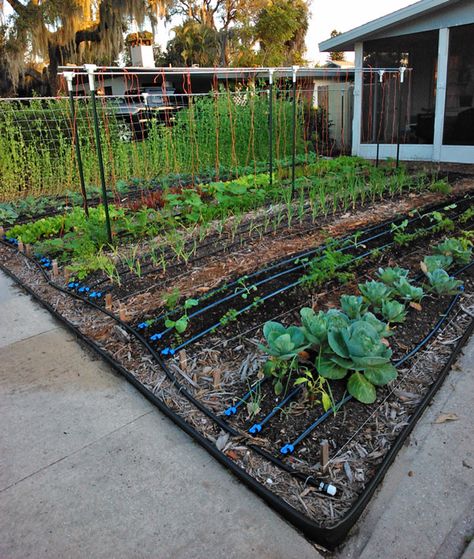 Space Coast Grocery Row Gardens (in the Suburbs!) | The Survival Gardener Grocery Row Gardening, Garden Rows Ideas, Row Garden Layout, Front Yard Hedges, Pink Lemon Tree, Gardens In Florida, Chicken Composting, Produce Garden, Garden Rows