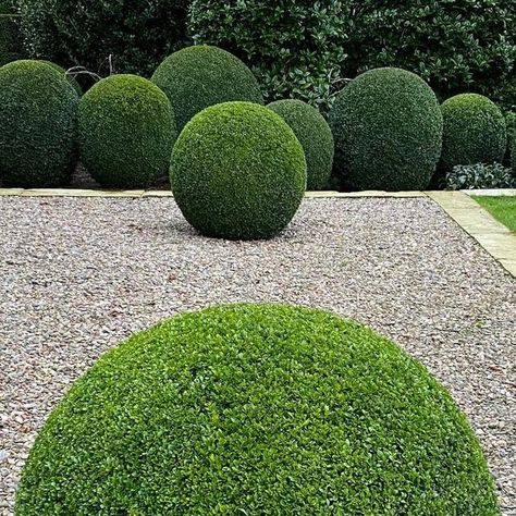 James Todman on Instagram: "Clipped Buxus…  #topiarist #boxwood #handclipped #boxball #lovegreen #topiaryshears #buxus #topiary #mortonhallgardens" Front Door, Landscaping, Stone, Plants, Green, On Instagram, Quick Saves, Instagram