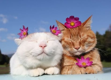 We Are Flowers Cat Plants, Cat Spray, Cat Flowers, Two Cats, Cat Aesthetic, Beautiful Cat, Pretty Cats, Beautiful Cats, 귀여운 동물