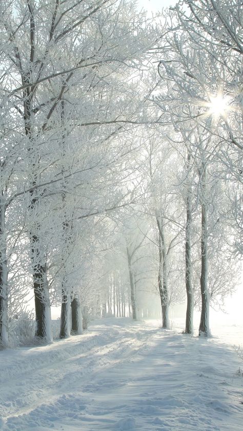 Path Background, Beautiful Winter Pictures, Winter Landscape Photography, Beautiful Winter Scenes, Image Nature, Winter Nature, Winter Photos, Winter Love, Winter Wallpaper