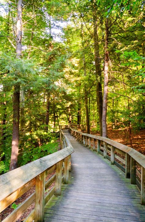 7 Best Hikes To Experience In Ohio Hiking In Ohio, Ohio Buckeye Tree, Day Trips In Ohio, Ohio Hiking, Ohio Vacations, Vacay Ideas, Hocking Hills State Park, Cuyahoga Valley National Park, Erie Canal