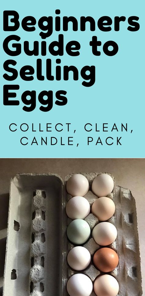 Chicken Egg Selling, Selling Chicken Eggs Sign, Farm Eggs For Sale, How To Sell Chicken Eggs, How To Sell Farm Fresh Eggs, Egg Selling Ideas, Chicken Egg Business, Selling Eggs At Farmers Market, Selling Fresh Eggs