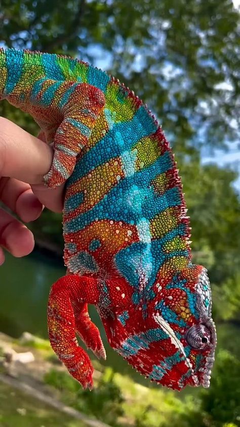 Science girl  @gunsnrosesgirl3  Subscribe  The colours of this panther chameleon Chameleon Care, Baby Panther, Panther Chameleon, Chameleon Lizard, Reptile Care, Science Girl, Cute Lizard, Interesting Animals, Chameleons