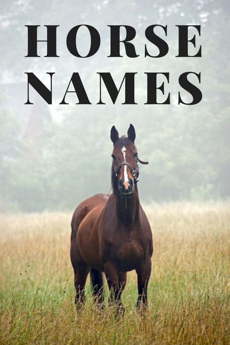 Horses are one of the most majestic creatures to ever run on this planet, and they deserve a name as magnificent as they are! Best Horse Names, متحف فني, Barrel Racing Horses, Ancient Animals, Horse Names, All About Horses, Running Horses, Horse Quotes, Funny Horse