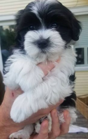 Havanese Full Grown, Havanese Breeders, Havanese Haircuts, Havanese Puppies For Sale, Mixed Breed Puppies, Hors Doeuvres, Cavapoo Puppies For Sale, Shitzu Puppies, Paw Care