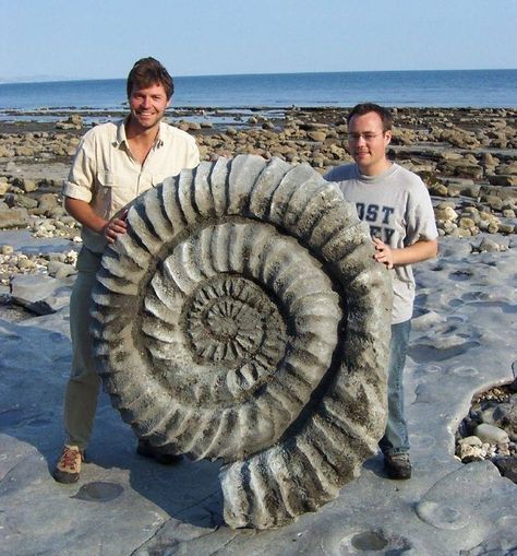 Giant Ammonite Fossil on the Jurassic Coast in Dorset, Englan. Giant Snail, Paul Williams, Saltwater Crocodile, Molluscs, Lyme Regis, Great Pyramid Of Giza, Pyramids Of Giza, African Elephant, Medieval Art