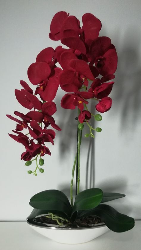 Red Orchid Aesthetic, Orchid Flower Aesthetic, Arreglos Ikebana, Red Orchid, Orchid Flower Arrangements, Red Orchids, Exotic Orchids, Flower Vase Arrangements, Orchid Arrangements