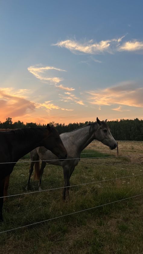 Horse In Sunset, Horse Wallpaper Aesthetic, Horse Paddock, Horse Drawn Wagon, Equestrian Aesthetic, Horse Riding Tips, Farm Lifestyle, Illustration Art Girl, Horse Drawn