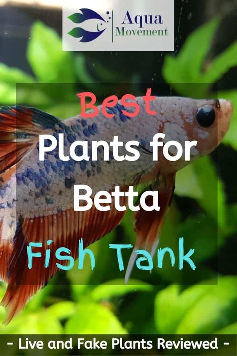 Freshwater Aquascape, Planted Betta Tank, Betta Tanks, Betta Fish Bowl, Betta Care, Betta Aquarium, Tropical Freshwater Fish, Betta Fish Care, Betta Tank