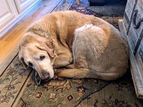 Dog Curled Up, Golden Retriever Baby, Scruffy Dogs, Dogs Photos, Horror Photos, Puppy Images, Old Dog, Senior Dogs, Pictures Of Dogs