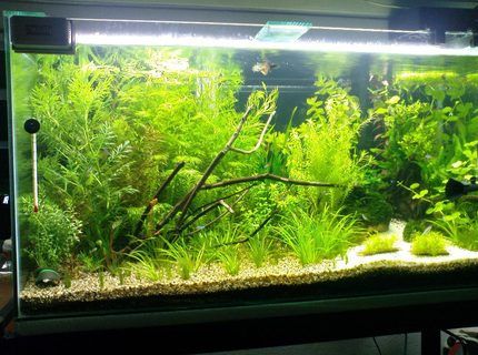 30 Gallon Fish Tanks (page 29) | RateMyFishTank.com 30 Gallon Aquascape, Walstad Aquarium, 30 Gallon Fish Tank, Tank Pictures, Turtle Stuff, Aqua Design, Betta Tank, Nature Aquarium, Tanked Aquariums