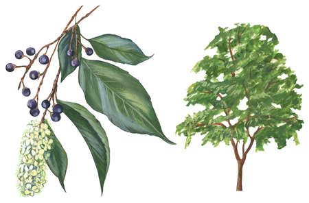 Black cherry tree (Prunus serotina) Black Cherry Tree, Wild Cherry, Natural Therapy, Cherry Tree, Black Cherry, Herbal Medicine, Stock Illustration, Plant Leaves, Cherry