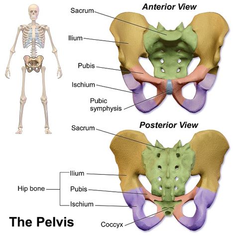 Pelvis #2 Pilates Anatomy, Pelvis Anatomy, Human Skeleton Anatomy, Pelvic Girdle, Pelvic Bone, Anatomy Bones, Skeletal System, Musculoskeletal System, Human Body Anatomy