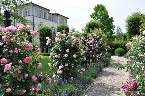 Rose Obelisk, Lavender Path, Garden Trellis Designs, Rose Garden Landscape, Charleston Gardens, Garden Obelisk, Beautiful Villa, English Country Gardens, Classic Garden