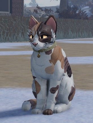 Wcue Morph Calico, Wcue Morph Base, Calico Morph Wcue, Wcue Morph Dog, Wcue Morph Ideas Shorthair No Gp, Wcue Morph Ideas Without Gamepasses, Wcue Morphs Shorthair, Wcue Morph Ideas Calico, Simple Wcue Morphs