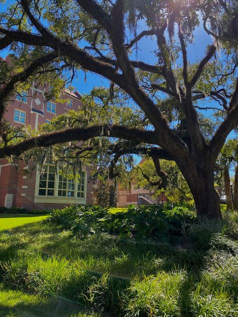 Unt Aesthetic, Florida College Aesthetic, Uf Aesthetic, Fsu Campus, Fsu Aesthetic, Fsu College Aesthetic, Fsu Dorm, Florida State University Aesthetic, U Of Arizona