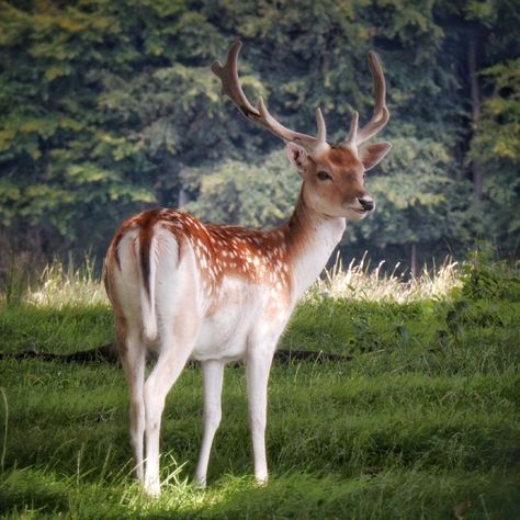 Fallow Deer Aesthetic, Doe Deer, Fallow Deer Drawing, Deer Forest, Deer In Forest, Deer Reference Photo, Deer Reference, Cute Deer, Deer Breeds