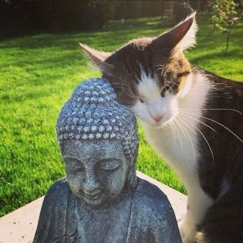 Cat Buddha, Boost Your Mood, Silly Cats, Cat Memes, Buddhism, Fur Babies, Buddha Statue, Feline, Cute Cats