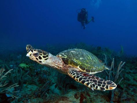 Sea Turtle Aquatic Animals Pictures, Sea Turtle Images, Sea Turtle Nest, Sea Turtle Pictures, Turtle Images, Flagler Beach, Green Sea Turtle, Beautiful Sea Creatures, Turtle Love