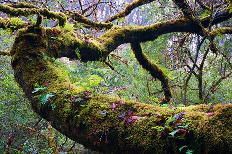 Mossy Landscape, Tree Reference, Environment Photography, Mossy Tree, Moss Covered, Old Trees, Wow Art, Tree Forest, Magical Forest