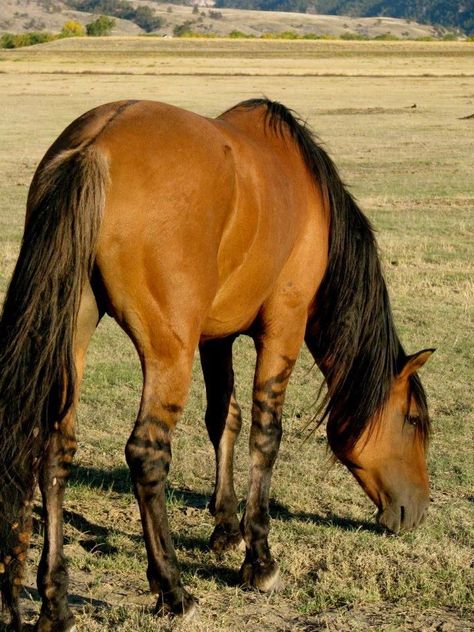 Kiger Mustang-Wild horses from Oregon and descendants of Spanish Conquistadors horses. Description from pinterest.com. I searched for this on bing.com/images Buckskin Horses, Kiger Mustang, Buckskin Horse, Horse Coat Colors, Horse Reference, Horse Coats, Horse Colors, Mustang Horse, Horse Dressage